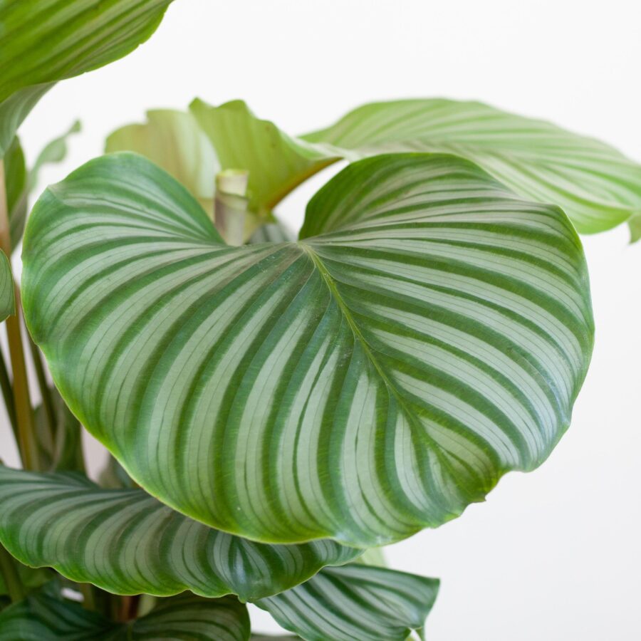 Calathea Orbifolia mit Viber grau - 65cm - Ø21 – Bild 4