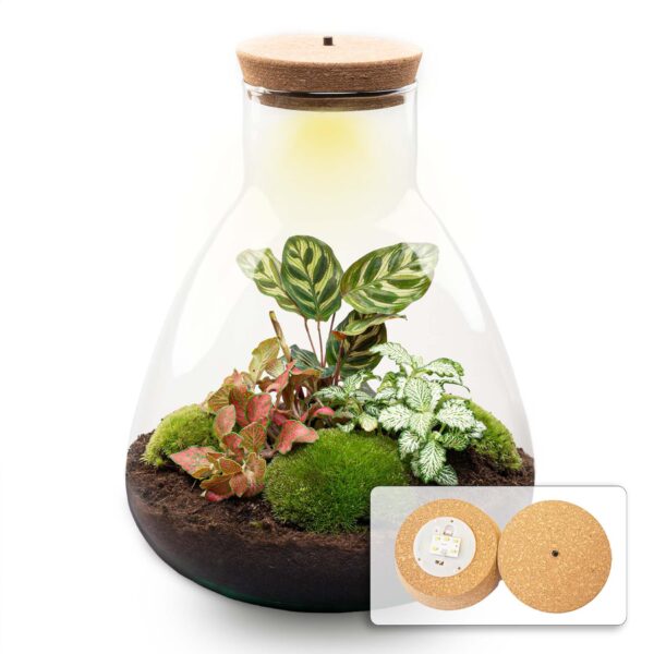 Flaschengarten - Sam Calathea mit Lampe - ↕ 30 cm - Normal