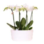 Kolibri Orchids | Weißes Orchideenset in Como-Schale inkl. Wasserreservoir | Drei Weiße Amabilis-Orchideen 9cm | Mono-Bouquet Weiß mit Selbstbewässerungssystem