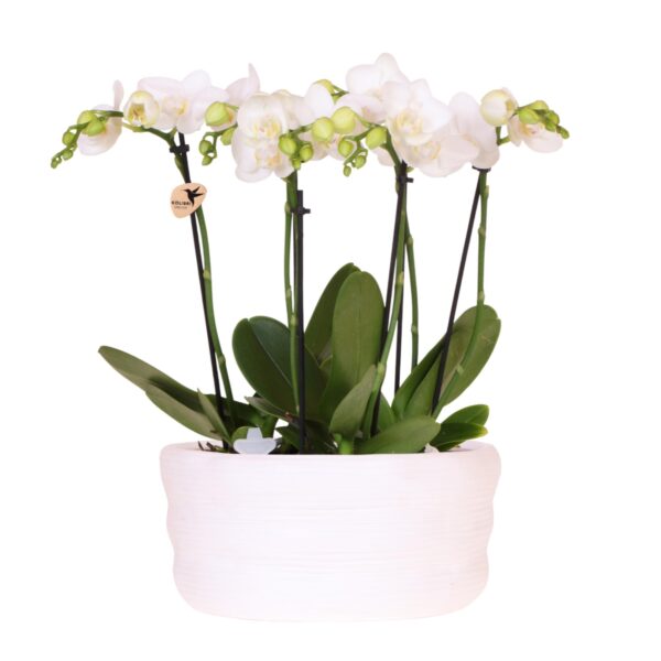 Kolibri Orchids | Weißes Orchideenset in Como-Schale inkl. Wasserreservoir | Drei Weiße Amabilis-Orchideen 9cm | Mono-Bouquet Weiß mit Selbstbewässerungssystem