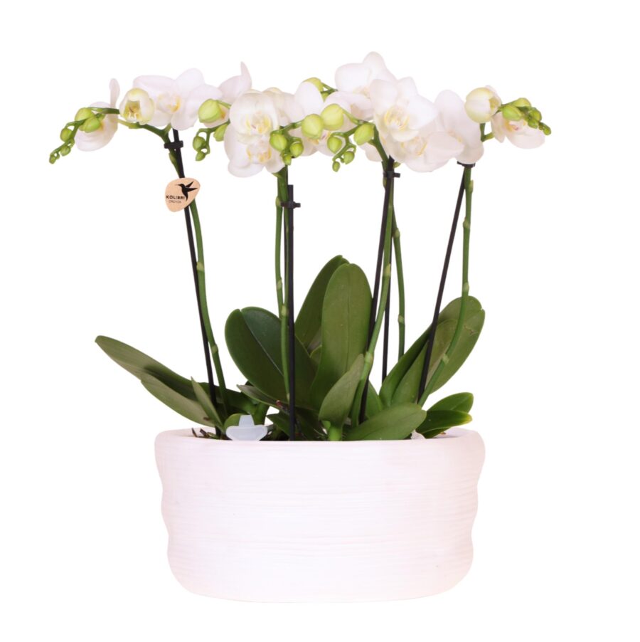 Kolibri Orchids | Weißes Orchideenset in Como-Schale inkl. Wasserreservoir | Drei Weiße Amabilis-Orchideen 9cm | Mono-Bouquet Weiß mit Selbstbewässerungssystem