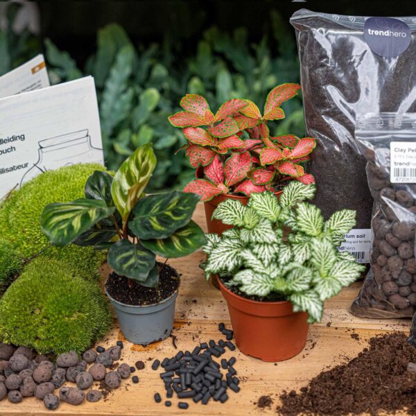 Flaschengarten paket Calathea Makoyana - Package 2