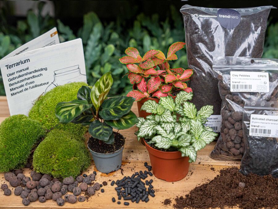 Flaschengarten paket Calathea Makoyana - Package 2