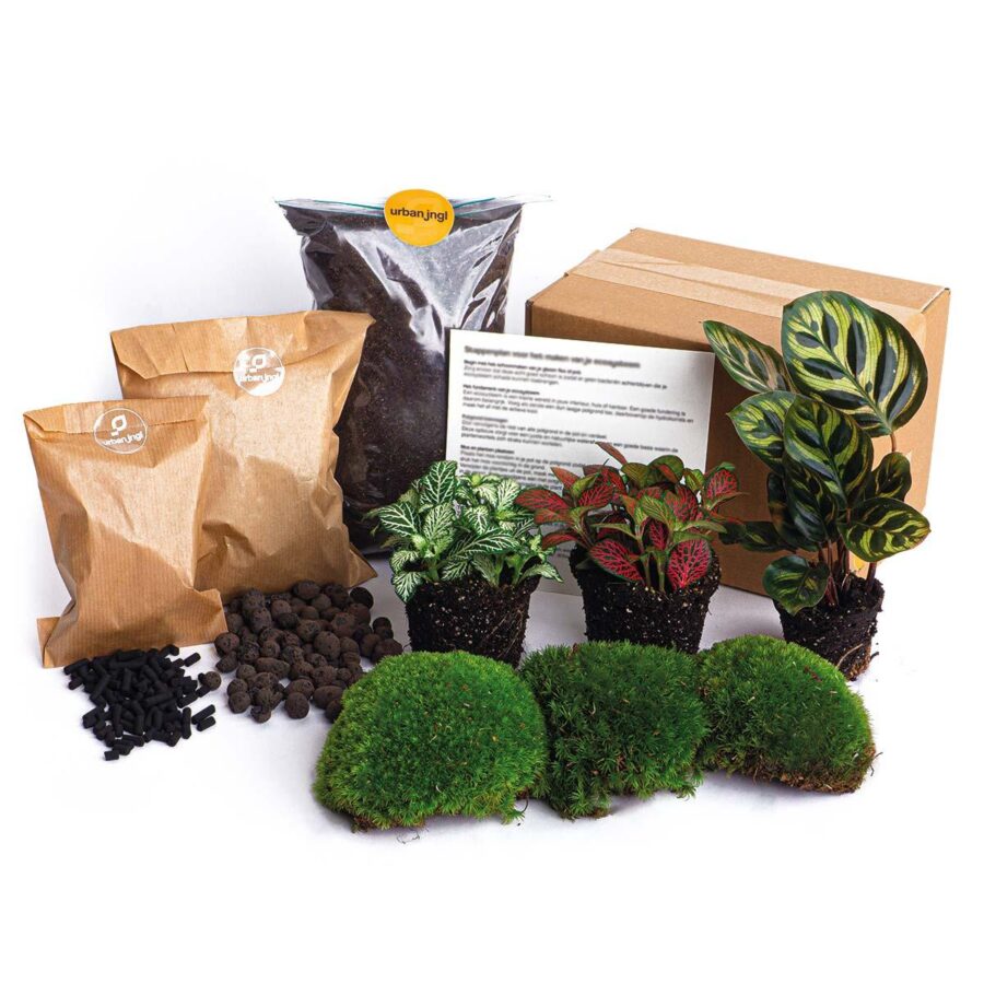 Flaschengarten paket Calathea Makoyana - Package 2 – Bild 3