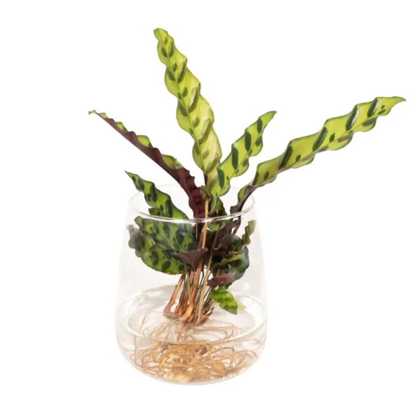 Calathea Insignis in Kingston glas - Ø12cm - ↨30cm