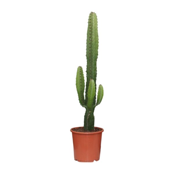 Euphorbia Acrurensis (Wolfsmilch) - Ø17cm - ↕50cm