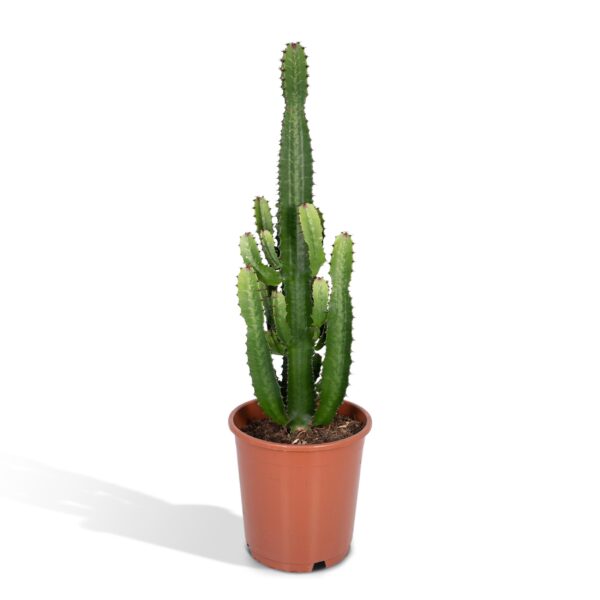 Euphorbia Acrurensis (Wolfsmilch) - Ø24cm - ↕60cm