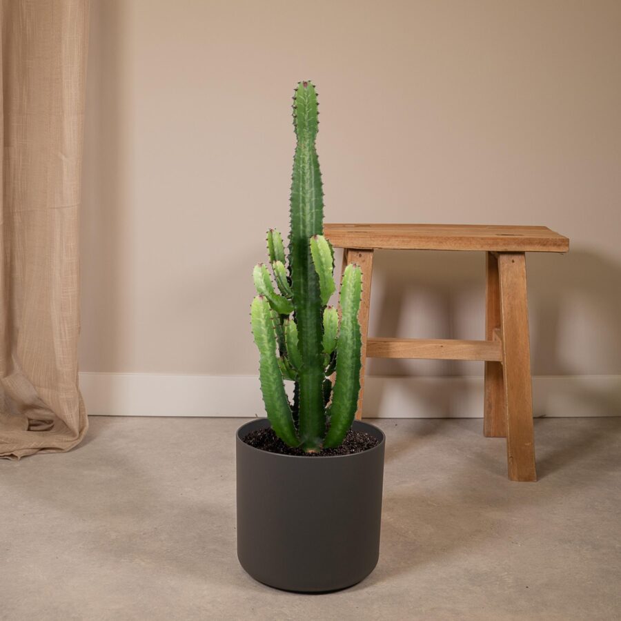 Euphorbia Acrurensis (Wolfsmilch) - Ø24cm - ↕60cm – Bild 2