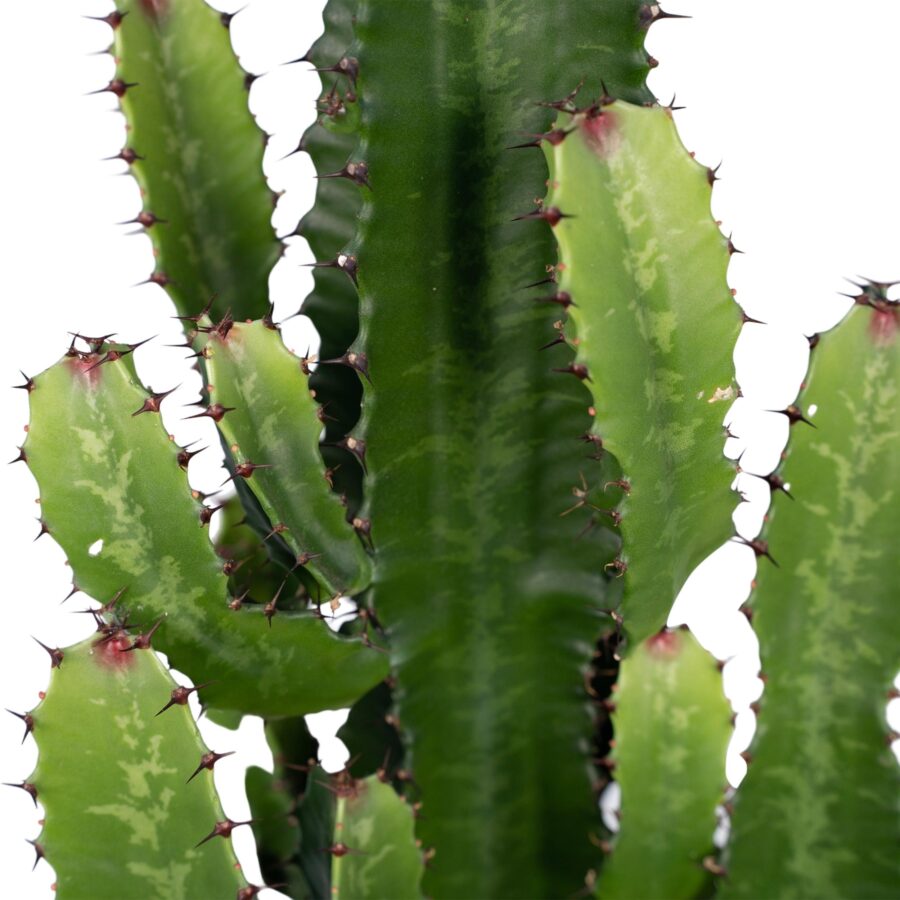 Euphorbia Acrurensis (Wolfsmilch) - Ø24cm - ↕60cm – Bild 3