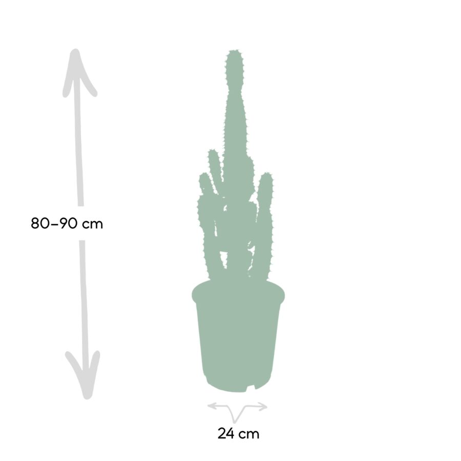 Euphorbia Acrurensis (Wolfsmilch) - Ø24cm - ↕60cm – Bild 4