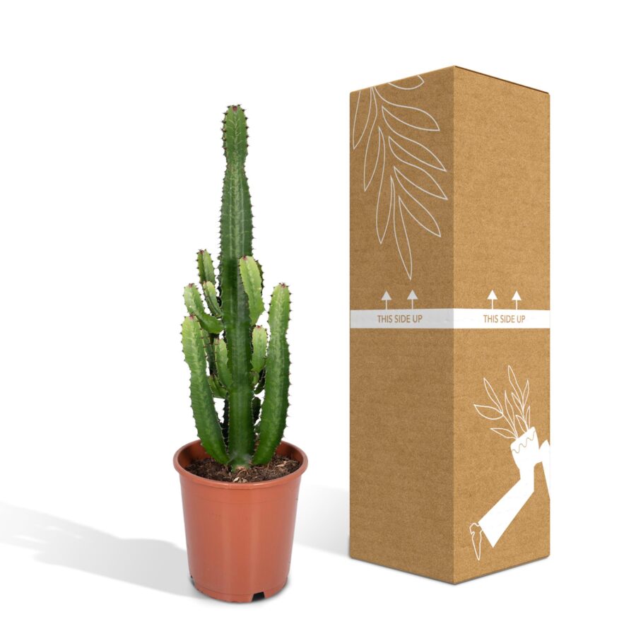 Euphorbia Acrurensis (Wolfsmilch) - Ø24cm - ↕60cm – Bild 5