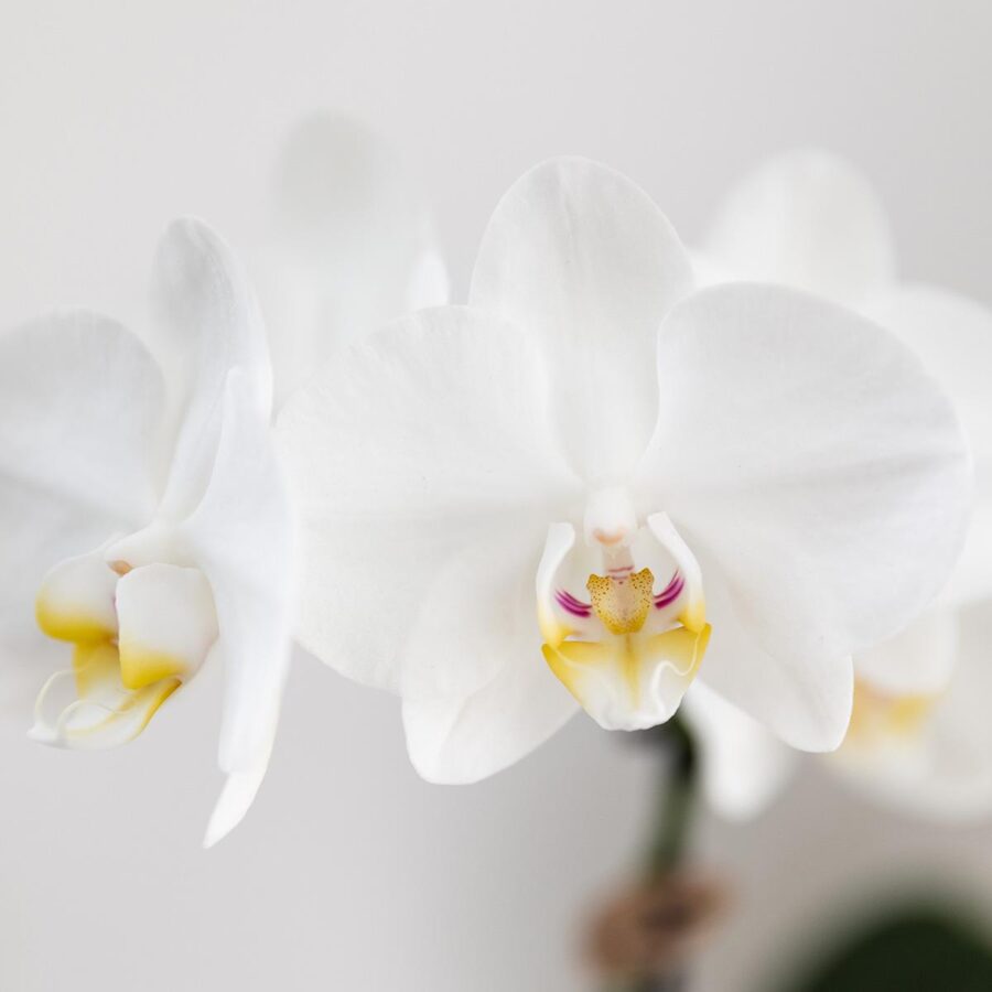 Kolibri Orchids | Weißes Orchideenset in Como-Schale inkl. Wasserreservoir | Drei Weiße Amabilis-Orchideen 9cm | Mono-Bouquet Weiß mit Selbstbewässerungssystem – Bild 4