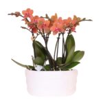 Kolibri Orchids | Orangenes Orchideenset in Como-Schale inkl. Wasserreservoir | Drei Orange Bolzano-Orchideen 9cm | Mono-Bouquet Orange mit Selbstbewässerungssystem