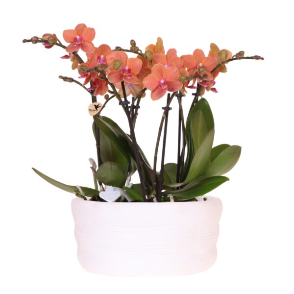 Kolibri Orchids | Orangenes Orchideenset in Como-Schale inkl. Wasserreservoir | Drei Orange Bolzano-Orchideen 9cm | Mono-Bouquet Orange mit Selbstbewässerungssystem