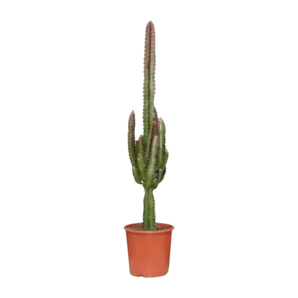 Euphorbia Trigona Rubra - Ø17cm - ↨70cm