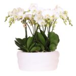 Kolibri Orchids | Weißes Orchideenset in Como-Schale inkl. Wasserreservoir | Drei Weiße Ghent-Orchideen 12cm | Mono-Bouquet Weiß mit Selbstbewässerungssystem