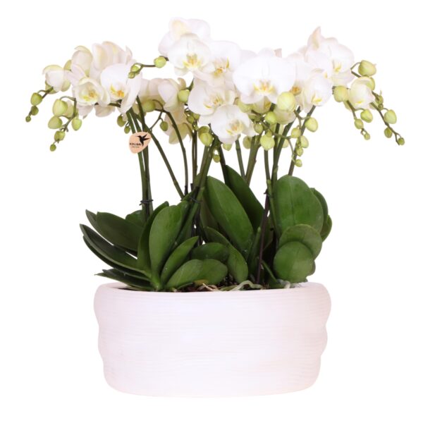 Kolibri Orchids | Weißes Orchideenset in Como-Schale inkl. Wasserreservoir | Drei Weiße Ghent-Orchideen 12cm | Mono-Bouquet Weiß mit Selbstbewässerungssystem