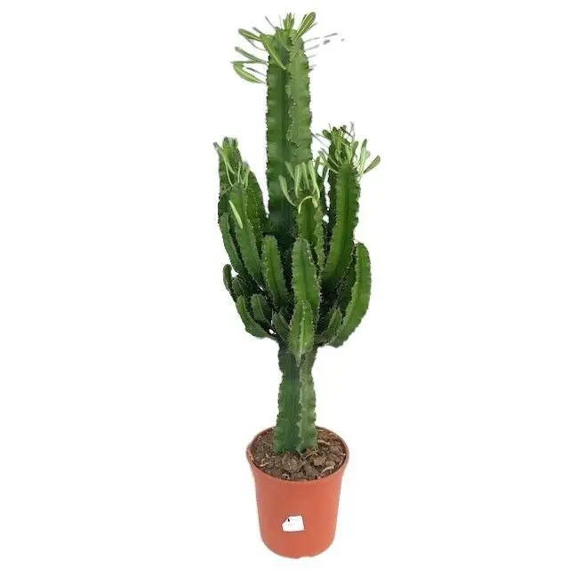 Euphorbia Eritrea