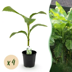 Bananenpflanze - Musa Basjoo - Winterhart - 4 Pflanzen - Ø17cm ↨40cm