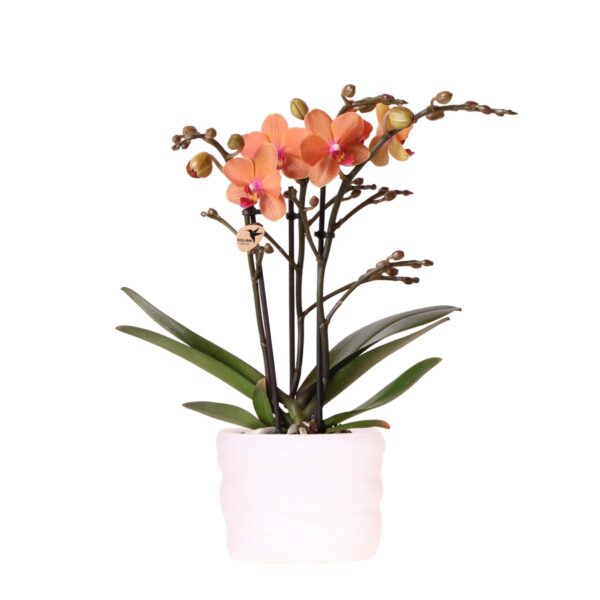 Kolibri Orchids | Orange Bolzano-Orchidee 9cm im Como-Topf inkl. Wasserreservoir