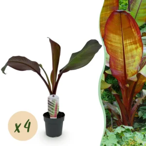 Bananenpflanze - Ensete ventricosum Maurelli - Winterhart - 4 Pflanzen -Ø12cm ↨30cm