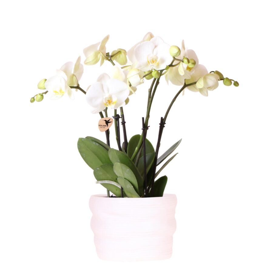 Kolibri Orchids | Weiße Ghent-Orchidee 12cm im Como-Topf inkl. Wasserreservoir