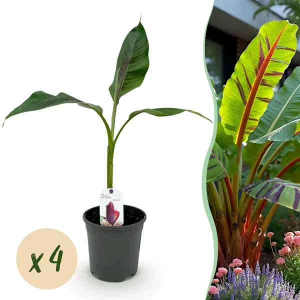 Bananenpflanze - Musa sikkemensis Red Tiger - Winterhart - 4 Pflanzen - Ø17cm ↨40cm