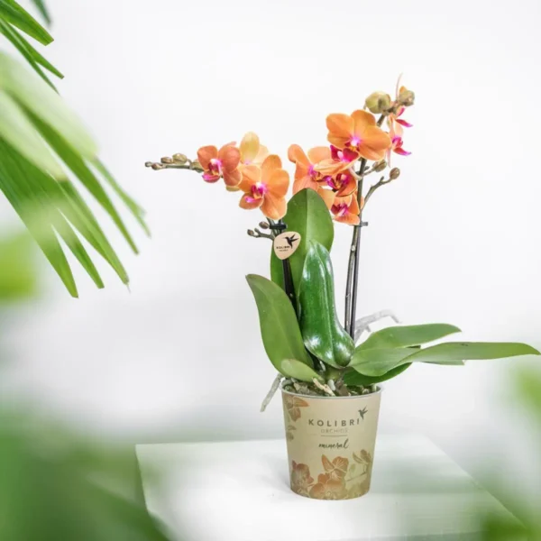 Orange Phalaenopsis Orchidee - Mineral Bolzano - Topfgröße Ø9cm