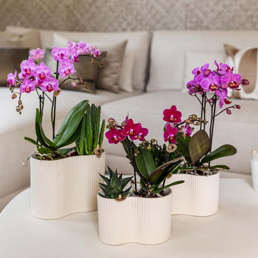 Kolibri Orchids | Violette Phalaenopsis-Orchidee Topfgröße Ø9cm | Chamonix | Blühende Zimmerpflanze – Frisch vom Züchter – Bild 3