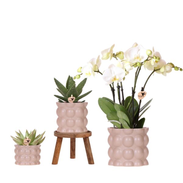 Kolibri Orchids | Pflanzenset Cotton Sand | Grüne Pflanzen mit Weißer Phalaenopsis-Orchidee Ghent in Keramischen Ziertöpfen
