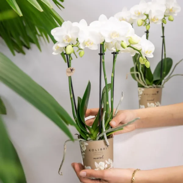 COMBI DEAL von 2 weißen Phalaenopsis Orchideen - Amabilis - Topfgröße Ø9cm