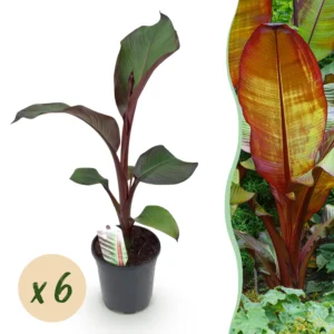 Bananenpflanze - Ensete ventricosum Maurelli - Winterhart - 6 Pflanzen - Ø17cm ↨40cm