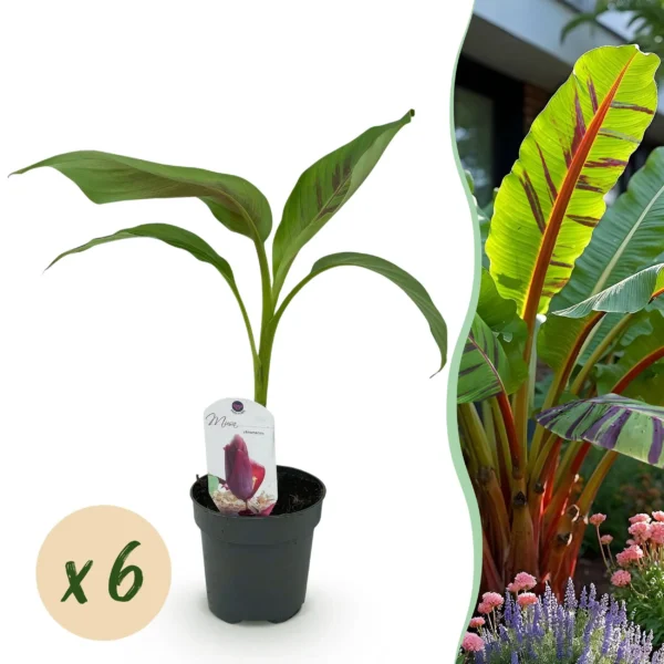 Bananenpflanze - Musa sikkemensis Red Tiger - Winterhart - 6 Pflanzen - Ø12cm ↨30cm