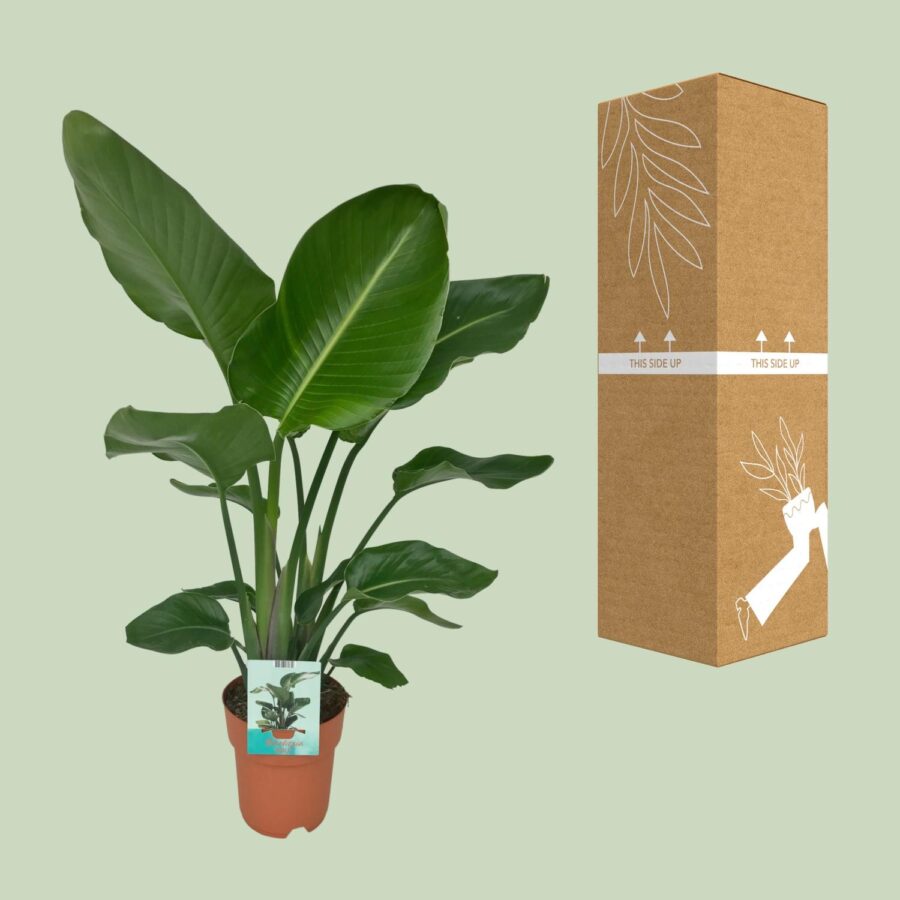 Strelitzia Nicolai - Paradiesvogelpflanze - Ø19cm - ↕90cm – Bild 3