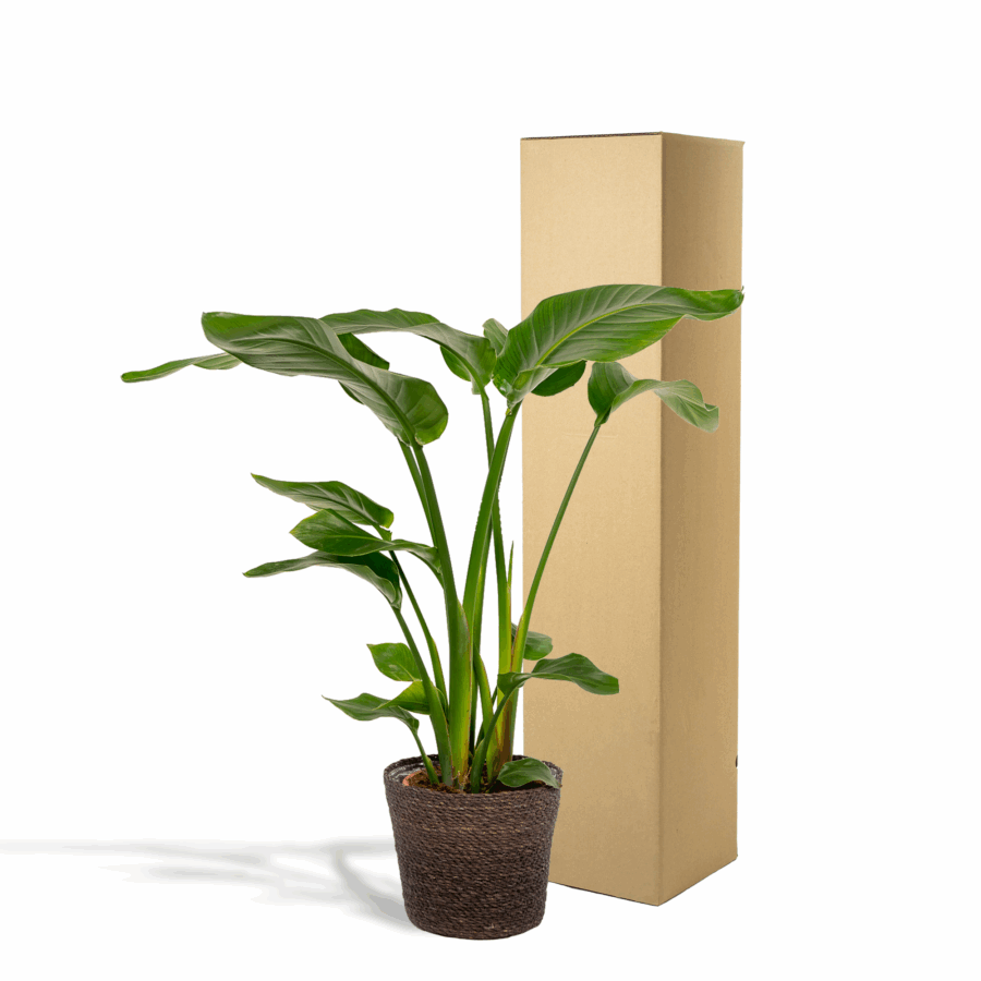 Strelitzia Nicolai - Ø19cm - ↕90cm + Korb Igmar – Bild 2
