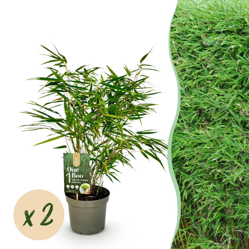 Bambus Fargesia rufa - Grün - 2 Pflanzen - Immergrün - Nicht Ausbreitend - Ø17cm ↨60cm