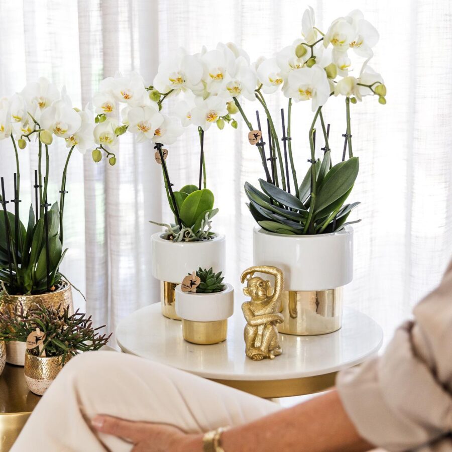Kolibri Orchids | weiße Phalaenopsis Orchidee - Amabilis + Elite Topf Gold - Topfgröße Ø9cm - 35cm hoch | blühende Zimmerpflanze - frisch vom Züchter – Bild 3