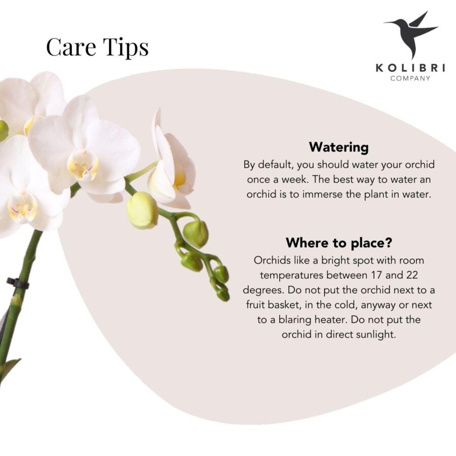 Kolibri Orchids | weiße Phalaenopsis Orchidee - Amabilis + Elite Topf Gold - Topfgröße Ø9cm - 35cm hoch | blühende Zimmerpflanze - frisch vom Züchter – Bild 5