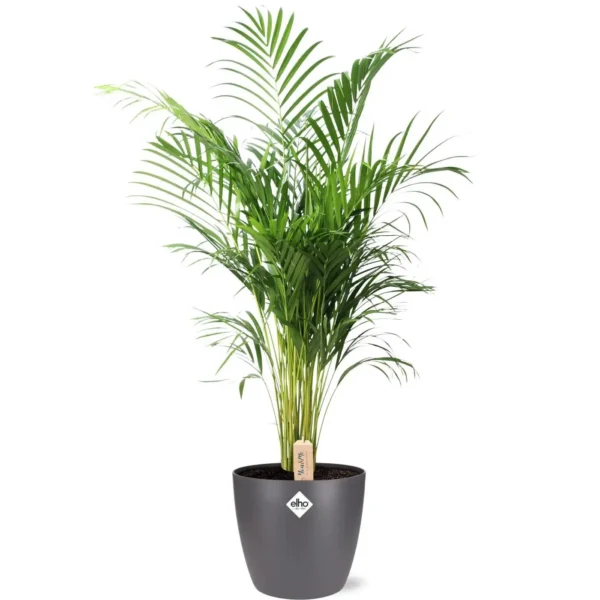 Goldfruchtpalme Dypsis Lutescens (Areca) - Ø24cm - ↨110cm + Pot Brussels D25x23cm - Anthrazit