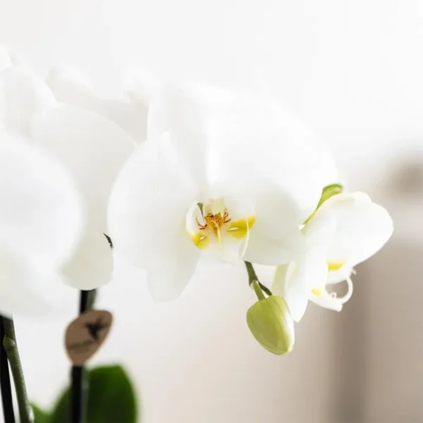 Pflanzenset Weiße Phalaenopsis-Orchidee Amabilis und Sukkulenten inkl. dekorative Malaga-Keramiktöpfe