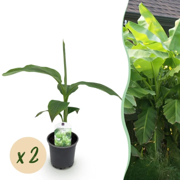 Bananenpflanze - Musa Basjoo - Winterhart - 2 Pflanzen - Ø12cm ↨30cm