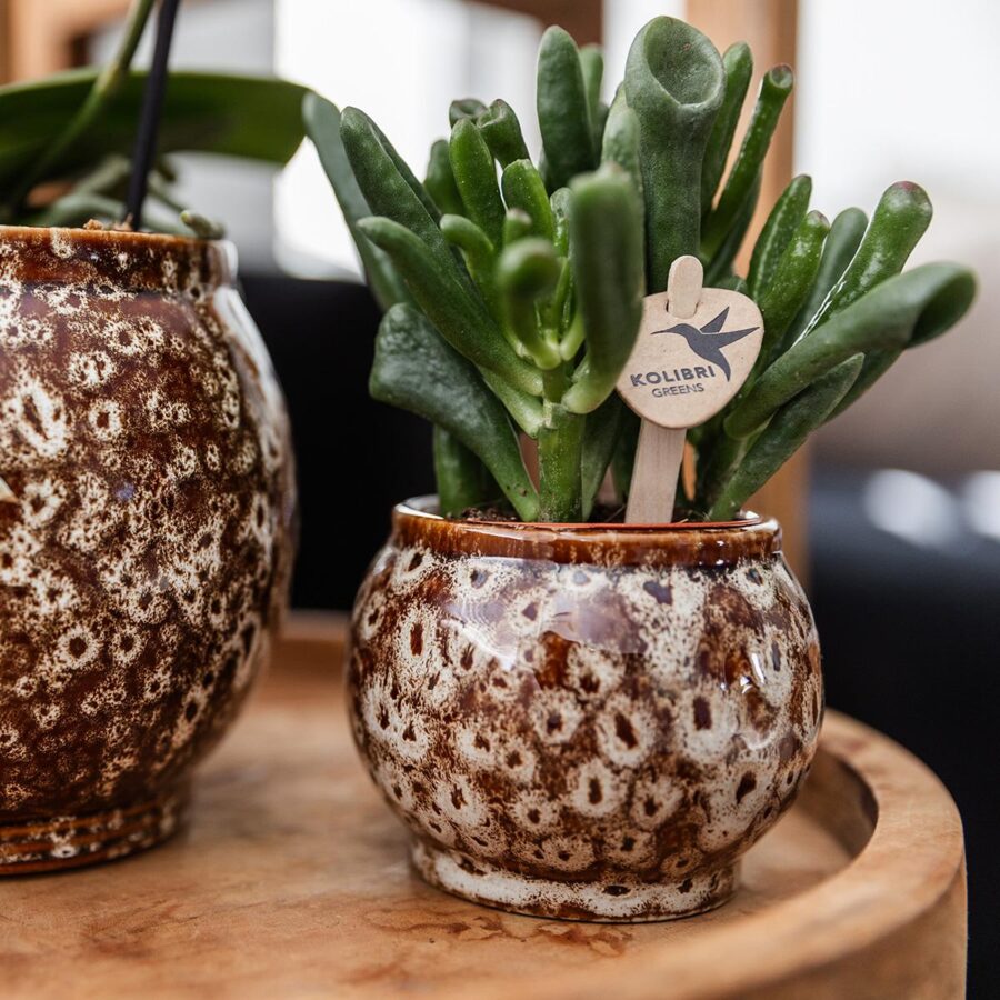 Kolibri Company | Geschenkset Ungezähmte Natur | Pflanzenset mit roter Phalaenopsis Orchidee und Sukkulenten inkl. Keramik Ziertöpfe – Bild 3