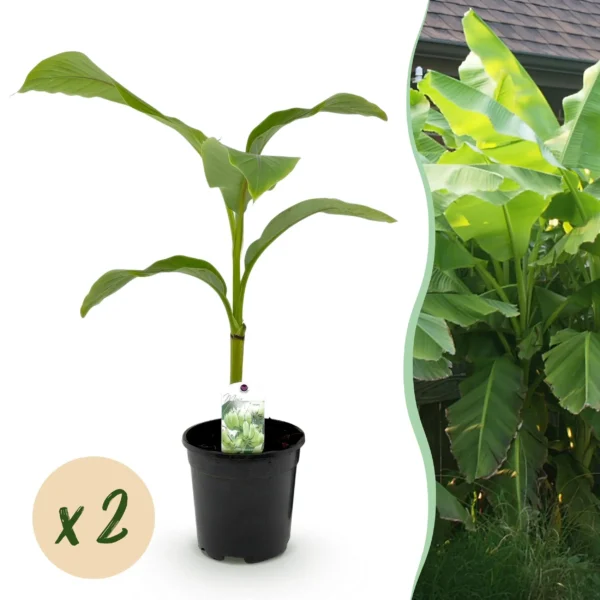 Bananenpflanze - Musa Basjoo - Winterhart - 2 Pflanzen - Ø17cm ↨40cm