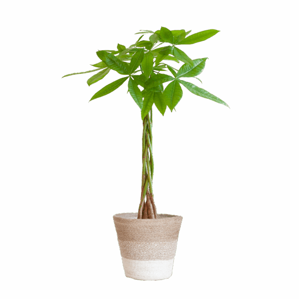 Pachira Aquatica mit Pflanzkorb Lissabon weiß - 80cm - Ø21