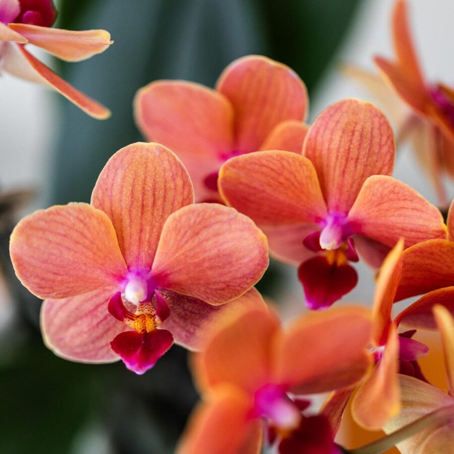 Kolibri Company | Geschenkset Ungezähmte Natur | Pflanzenset mit roter Phalaenopsis Orchidee und Sukkulenten inkl. Keramik Ziertöpfe – Bild 4