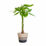 Pachira Aquatica mit Pflanzkorb Lissabon Schwarz - 80cm - Ø21
