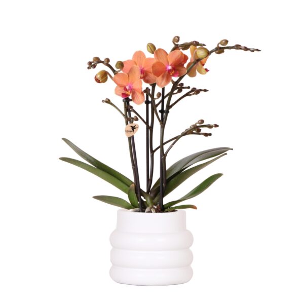 Kolibri Orchids | Orange Phalaenopsis Orchidee - Mineral Bolzano + Bubble Topf weiß - Topfgröße Ø9cm | blühende Zimmerpflanze - frisch vom Züchter