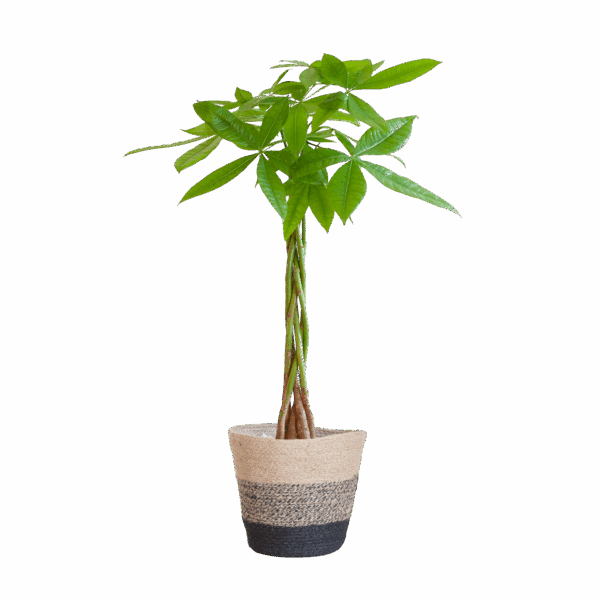 Pachira Aquatica mit Pflanzkorb Lissabon Schwarz - 80cm - Ø21