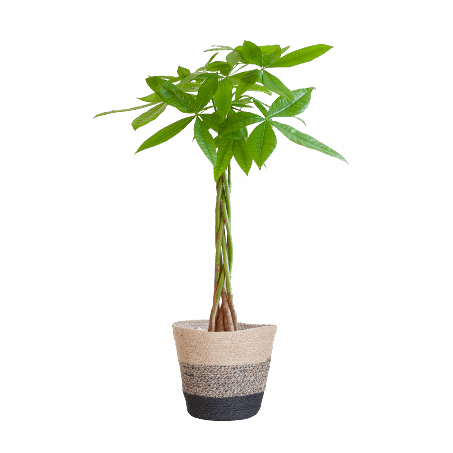 Pachira Aquatica mit Pflanzkorb Lissabon Schwarz - 80cm - Ø21