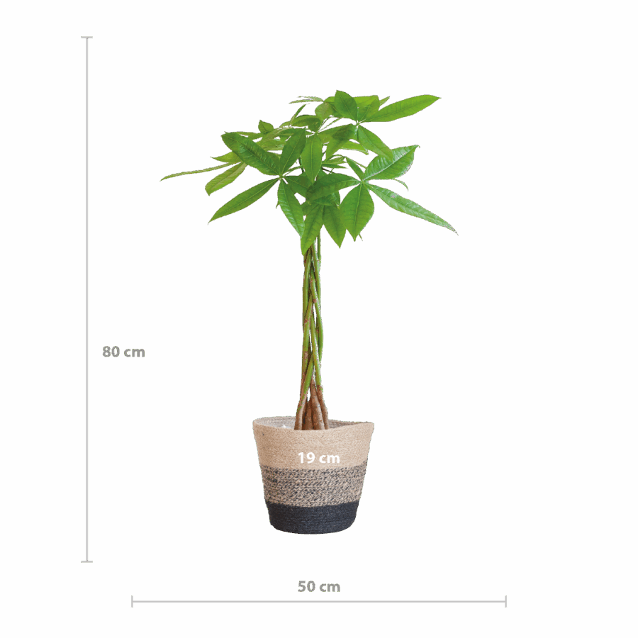 Pachira Aquatica mit Pflanzkorb Lissabon Schwarz - 80cm - Ø21 – Bild 2